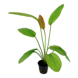 Echinodorus 'Rosé' Nr.8 ca. 25-40 cm - Maxi Zoo Danmark