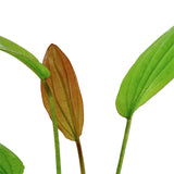 Echinodorus 'Rosé' Nr.8 ca. 25-40 cm - Maxi Zoo Danmark