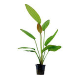 Echinodorus 'Rosé' Nr.8 ca. 25-40 cm - Maxi Zoo Danmark