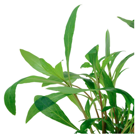 Hygrophila corymbosa 'Siamensis 53B' Nr.5 potte