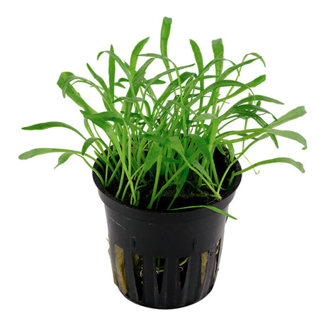 Lilaeopsis brasiliensis Nr.6 potte - Maxi Zoo Danmark