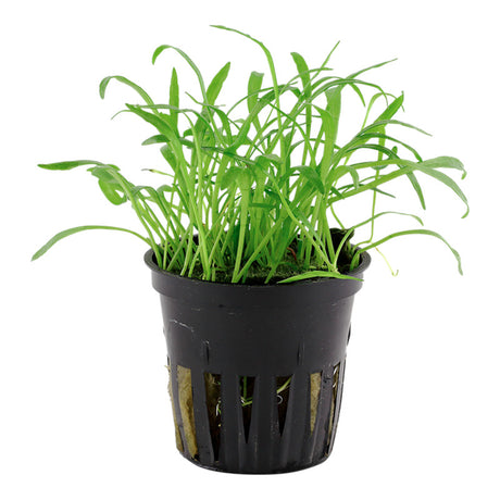 Lilaeopsis brasiliensis Nr.6 potte - Maxi Zoo Danmark