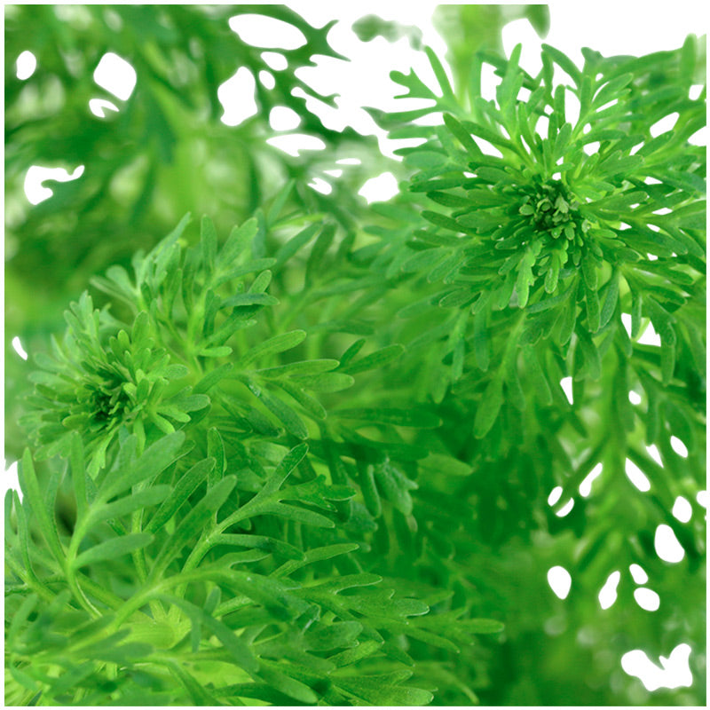 Limnophila sessiliflora Nr.6potte