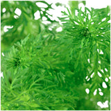 Limnophila sessiliflora Nr.6potte