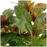 Ludwigia glandulosa Nr.5 potte - Maxi Zoo Danmark