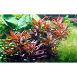Ludwigia glandulosa Nr.5 potte - Maxi Zoo Danmark