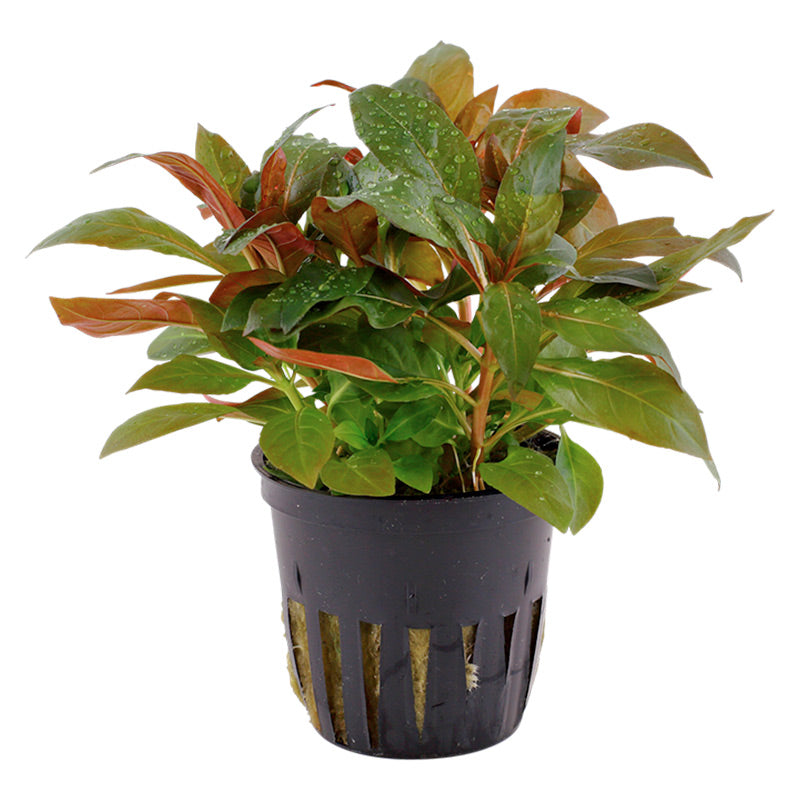 Ludwigia glandulosa Nr.5 potte - Maxi Zoo Danmark