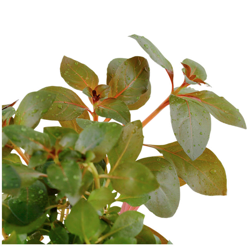 Ludwigia repens 'Rubin' Nr.7 potte