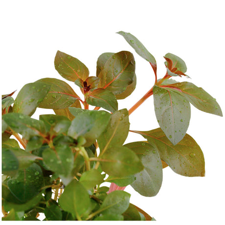 Ludwigia repens 'Rubin' Nr.7 potte