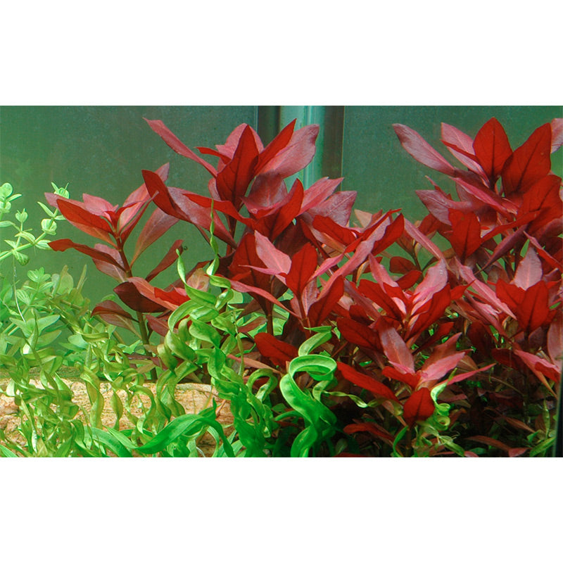Ludwigia repens 'Rubin' Nr.7 potte