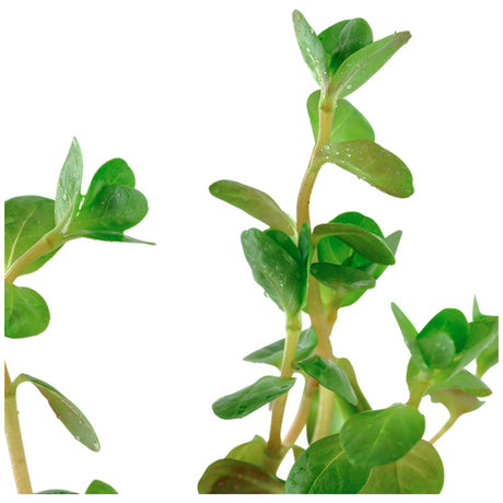 Rotala rotundifolia Nr.5potte