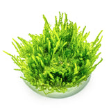 Vesicularia ferriei "Weeping Moss" Nr. 81-2-Grow