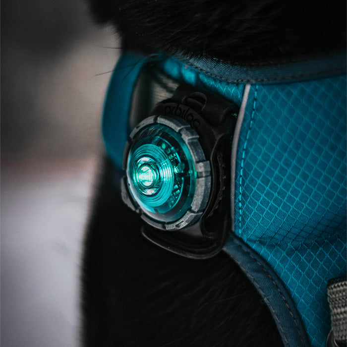 Dog Dual Lygte 48x30x24 mm turkis
