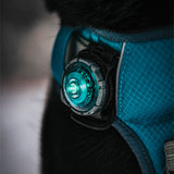 Dog Dual Lygte 48x30x24 mm turkis