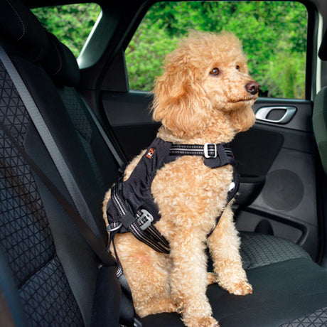 Sikkerhedssele Safety til bil XS