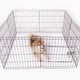 Hvalpegårdø112x61 cm - Maxi Zoo Danmark