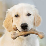 Puppy Wishbone bacon medium