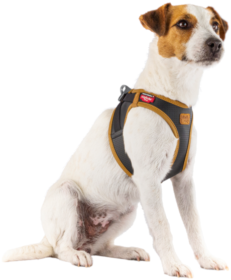 Æblelæder sele L sort