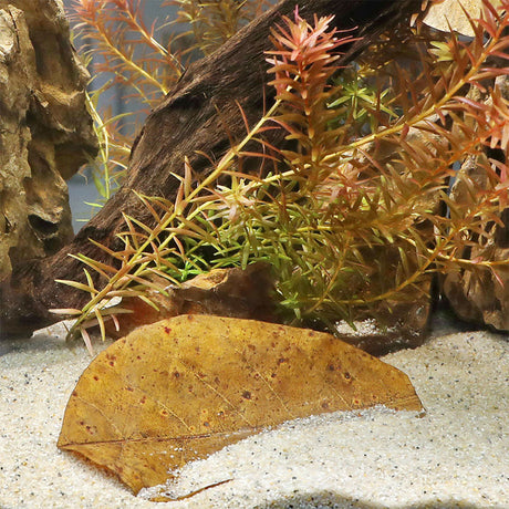 Catappa Xl Mandelblade 10 stk - Maxi Zoo Danmark