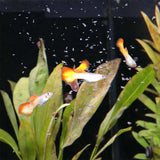 Pronovo Guppy Flager s 100 ml