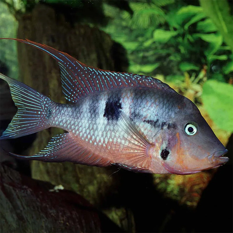 Pronovo Cichlid Granulatm 1000 ml - Maxi Zoo Danmark