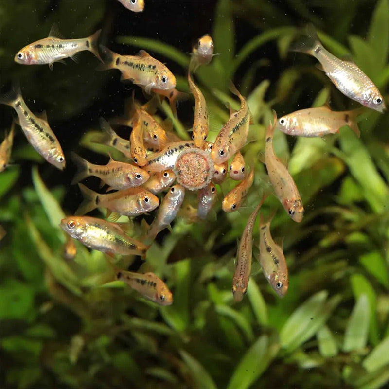 Pronovo Tab Bundtabl. m 250 ml - Maxi Zoo Danmark