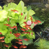 Pronovo Tab Bundtabl. m 250 ml - Maxi Zoo Danmark