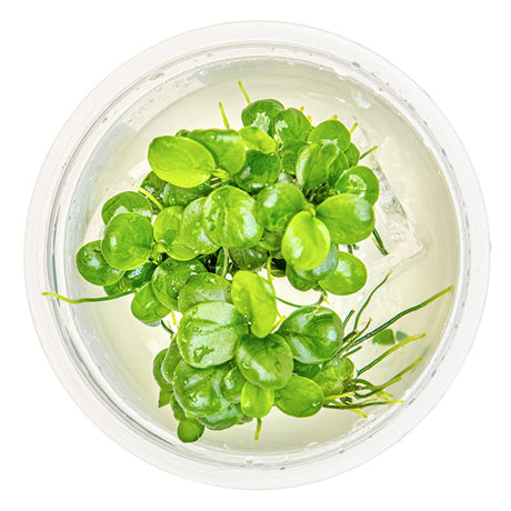 Anubias barteri 'Mini Coin' Nr.9 - Maxi Zoo Danmark