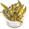 Cryptocoryne wendtii 'Mi Oya' Nr.8 - Maxi Zoo Danmark
