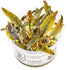 Cryptocoryne wendtii 'Mi Oya' Nr.8 - Maxi Zoo Danmark