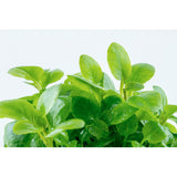 Lobelia cardinalis 'Mini' Nr. 8 - Maxi Zoo Danmark