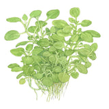 Lobelia cardinalis 'Mini' Nr. 8 - Maxi Zoo Danmark