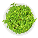 Rotala rotundifolia 'Green' Nr. 8 - Maxi Zoo Danmark