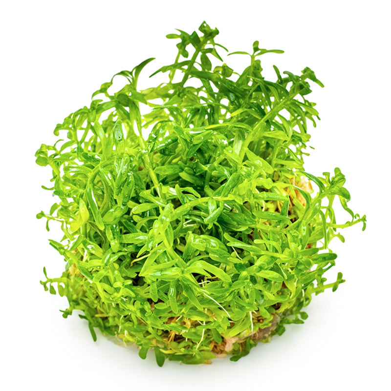 Rotala rotundifolia 'Green' Nr. 8 - Maxi Zoo Danmark