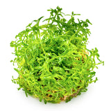 Rotala rotundifolia 'Green' Nr. 8 - Maxi Zoo Danmark
