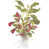 Lobelia cardinalis Nr. 4 - Maxi Zoo Danmark