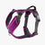 Purple-Passion