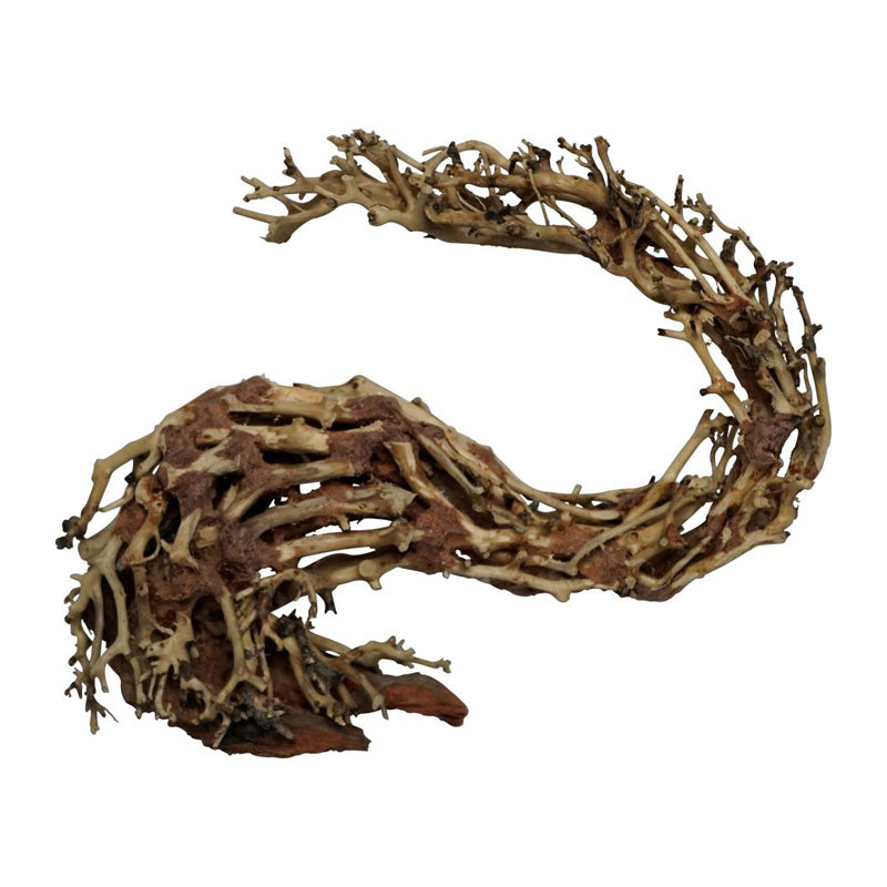 Trærødder Dragonhead 22x10x15 cm