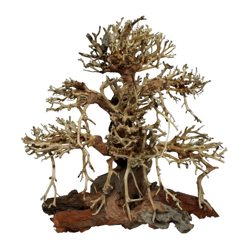 Trærødder Old Bonsai 20x12x20 cm