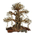Trærødder Old Bonsai 20x12x20 cm