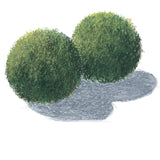 Aegagropila linnaeialge kugle