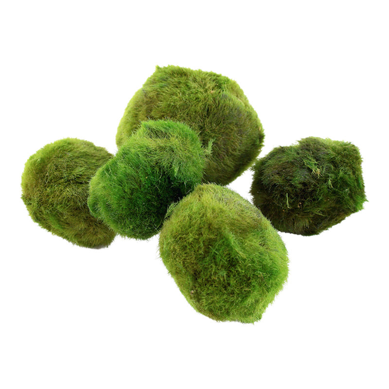 Aegagropila linnaeialge kugle