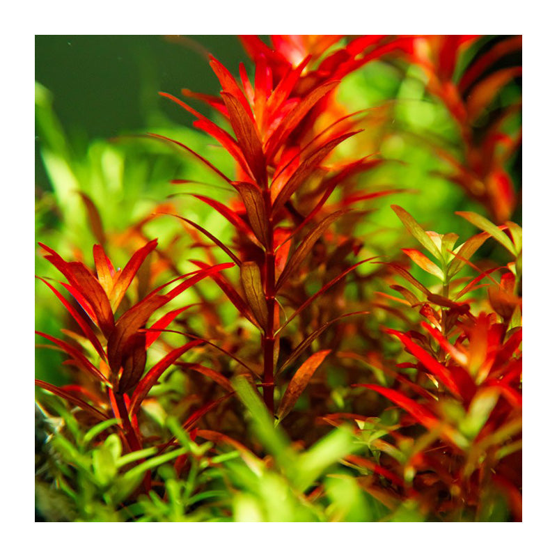 Rotala rotundifolia  Blood Red bæger