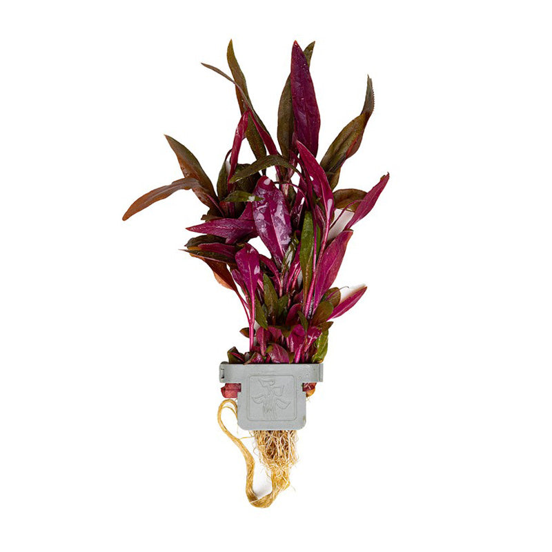 Alternanthera reineckii 'Pink'  clip
