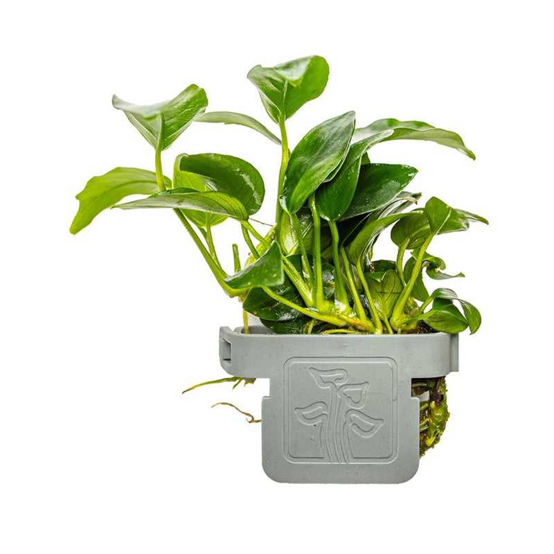 Anubias barteri 'Petite'  clip