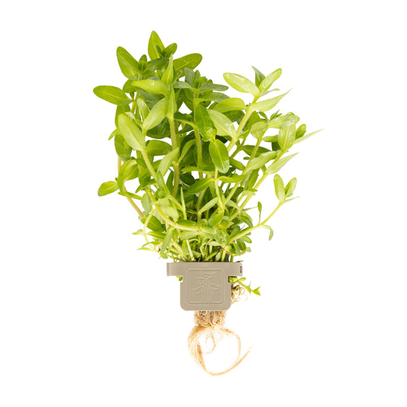Bacopa caroliniana  clip