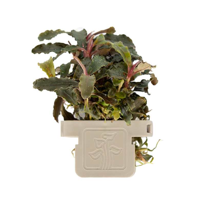 Bucephalandra diabolica  Kedagang clip
