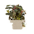 Bucephalandra diabolica  Kedagang clip