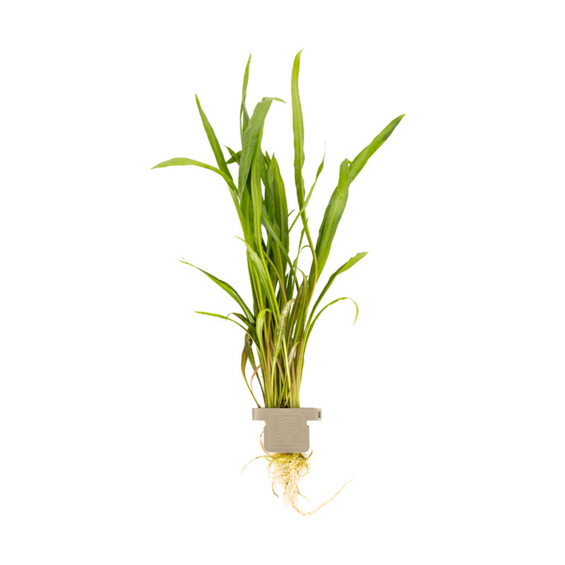 Cryptocoryne spiralis 'Red'  clip