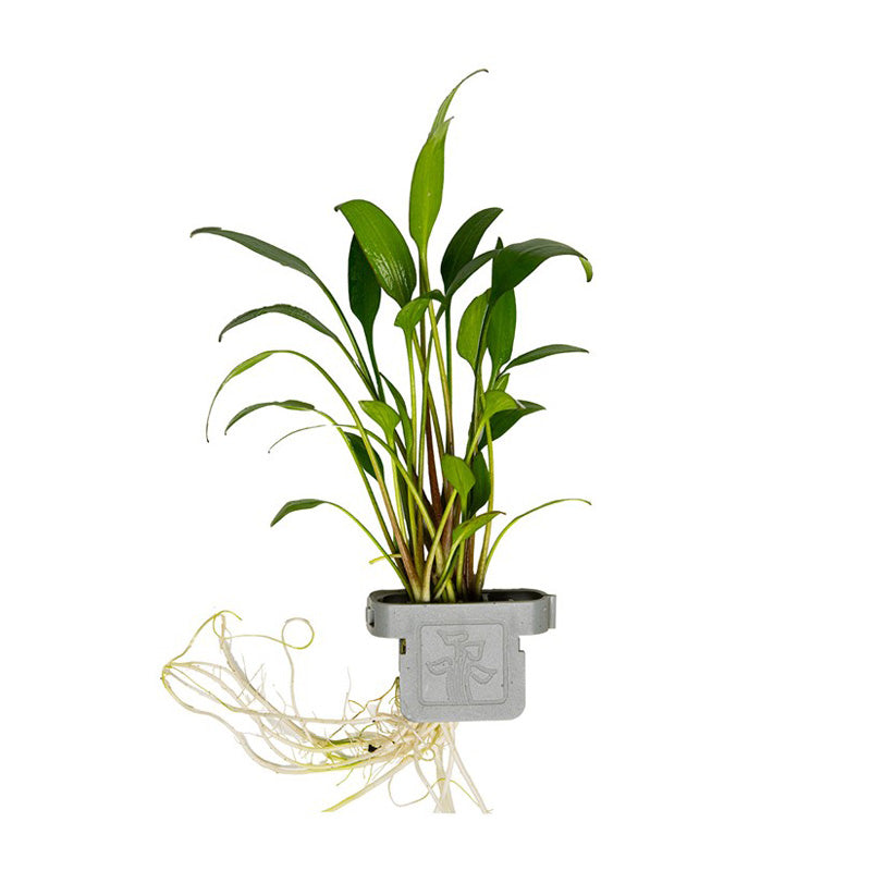 Cryptocoryne x willisii  clip